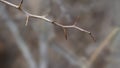 Barren tree twig Royalty Free Stock Photo