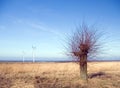 Barren tree, wind turbines Royalty Free Stock Photo