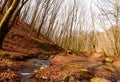 Barren trees and small river Royalty Free Stock Photo