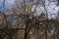 Barren trees in winter in McKinney, Texas