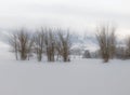 Barren Winter Trees in Snow