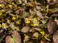 The Barrenwort (Epimedium perralichicum) \'Frohnleiten\' flowering with clusters of bright yellow flowers Royalty Free Stock Photo