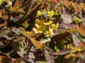 The Barrenwort (Epimedium perralichicum) \'Frohnleiten\' flowering with clusters of bright yellow flowers Royalty Free Stock Photo