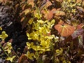 The Barrenwort (Epimedium perralichicum) \'Frohnleiten\' flowering with yellow flowers in spring Royalty Free Stock Photo