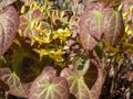 The Barrenwort (Epimedium perralichicum) \'Frohnleiten\' flowering with bright yellow flowers in spring Royalty Free Stock Photo
