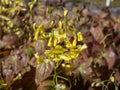 The Barrenwort (Epimedium perralichicum) \'Frohnleiten\' flowering with clusters of bright yellow flowers Royalty Free Stock Photo