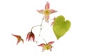 Barrenwort (Epimedium rubrum) flower Royalty Free Stock Photo