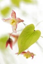 Barrenwort (Epimedium rubrum) flower Royalty Free Stock Photo