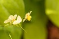Barrenwort Epimedium x versicolor Royalty Free Stock Photo