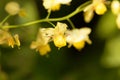 Barrenwort Epimedium x versicolor Royalty Free Stock Photo