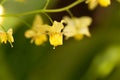 Barrenwort Epimedium x versicolor Royalty Free Stock Photo