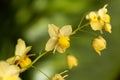 Barrenwort Epimedium x versicolor Royalty Free Stock Photo