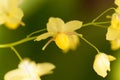 Barrenwort Epimedium x versicolor Royalty Free Stock Photo