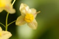 Barrenwort Epimedium x versicolor Royalty Free Stock Photo