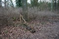A barrier made of branches on a path in the forest. Berlin, Germany Royalty Free Stock Photo