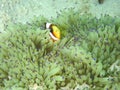 Barrier Reef anemonefish or Amphiprion akindynos during a leisure dive in Tunku Abdul Rahman Park, Kota Kinabalu. Sabah, Malaysia. Royalty Free Stock Photo