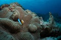 Anemonefish in its host anemone Royalty Free Stock Photo