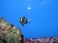 Barrier Reef Clownfish amphiprion akyndinos akindynos Royalty Free Stock Photo