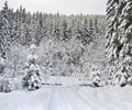 Barrier on road with footprints in snow following in fir forest during snowfall. Winter landscape
