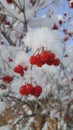 Barries in the snow Royalty Free Stock Photo