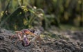 Barrilete crab or violinist, crustacean on sand Royalty Free Stock Photo