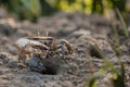 Barrilete crab or violinist, crustacean on sand Royalty Free Stock Photo