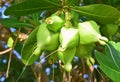 Green box fruits with leaves of Fish or Sea Poison Tree, also known as putat, is a species of Barringtonia flowering plant