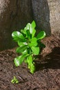 Small young growing plant of Fish or Sea Poison Tree, also known as putat, is a species of Barringtonia flowering plant