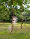 A string of puffy pink pom pom look alike flowers