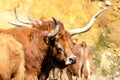 barrosa breed cow, typical of the region of Terras de Barroso, north of Portugal Royalty Free Stock Photo