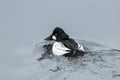 Barrow`s goldeneye in calm water