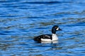 A Barrow`s goldeneye duck swimming in Pinaus Lake, British Columbia, Canada