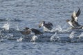 Barrow`s goldeneyes flying off from the water