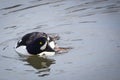 Barrows Goldeneye Royalty Free Stock Photo
