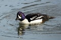 Barrows Goldeneye Royalty Free Stock Photo