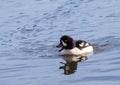 Barrows Goldeneye Royalty Free Stock Photo