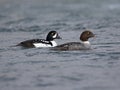 Barrows Goldeneye