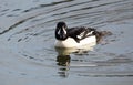 Barrows Goldeneye Royalty Free Stock Photo