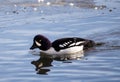 Barrows Goldeneye Royalty Free Stock Photo