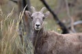 Bighorn Sheep Ewe with Golden Grass in its Mouth in Autumn. Royalty Free Stock Photo