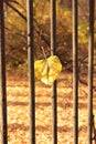 The bars of the Park and autumn leaves. Royalty Free Stock Photo