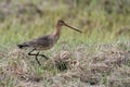 Bartailed godwit