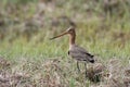 Bartailed godwit