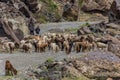 BARTANG, TAJIKISTAN - MAY 20, 2018: Herd of sheep and goats in Bartang valley in Pamir mountains, Tajikist