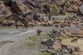 BARTANG, TAJIKISTAN - MAY 20, 2018: Herd of sheep and goats in Bartang valley in Pamir mountains, Tajikist
