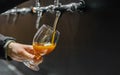 Bartender hand at beer tap pouring a draught beer in glass serving in a restaurant Royalty Free Stock Photo