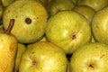 Bartlett pear, Williams pear, Pyrus communis `Williams`