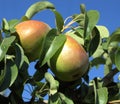 Bartlett pears growing on the tree