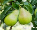 Bartlett pears hanging on the tree Royalty Free Stock Photo