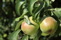 Bartlett pears growing on the tree